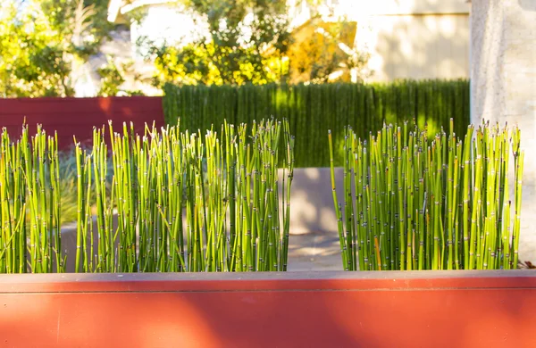 Close-up op groen gras Sticks — Stockfoto