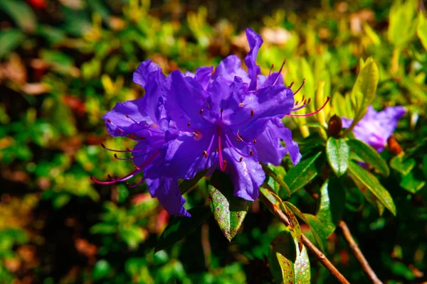 Фиолетовый цветок цветет в саду — стоковое фото