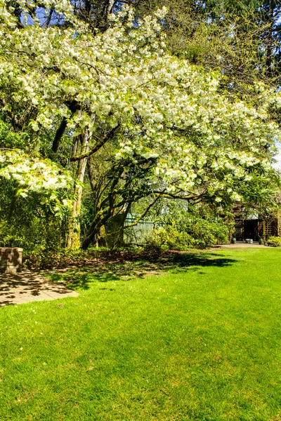 Blossom white apple tree — Stock Photo, Image