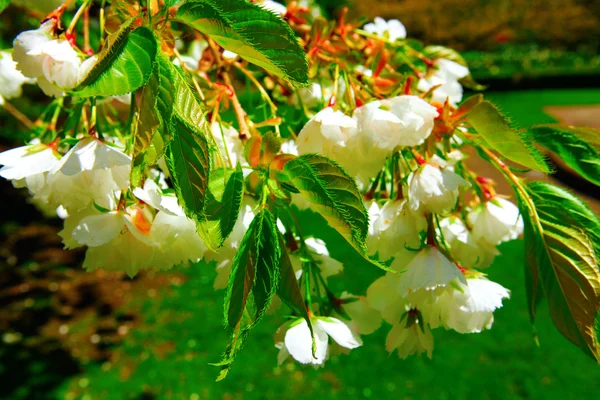 花白アップル ツリーの花クローズ アップ — ストック写真