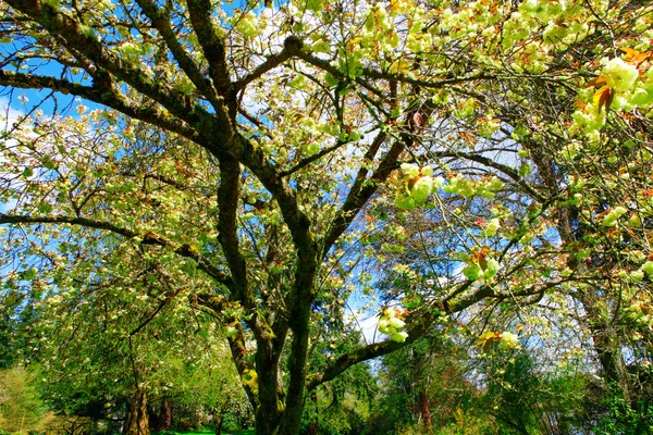 Blühen weiße Apfelbaumblüten Nahaufnahme — Stockfoto