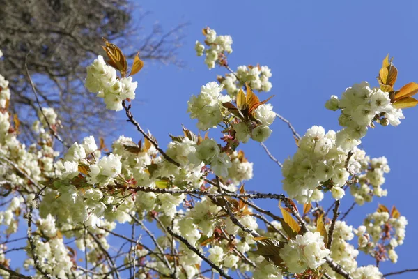花白アップル ツリーの花クローズ アップ — ストック写真