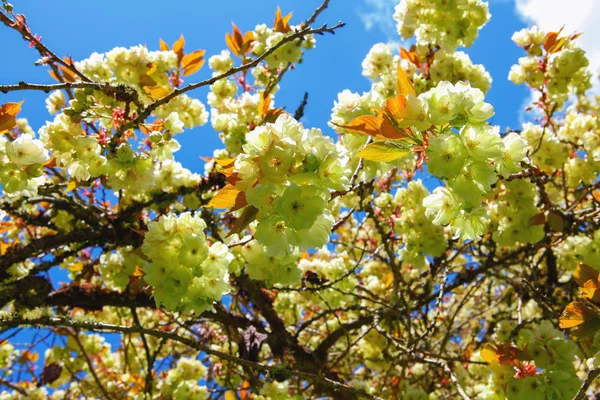 Blossom white apple tree flowers closeup — Stock Photo, Image