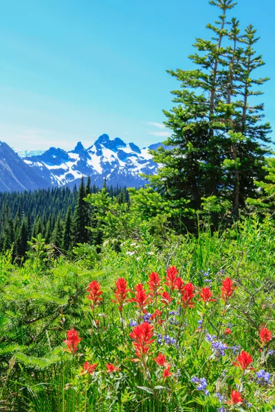 Escursione estiva al Parco Nazionale del Monte Rainier con vista sul Monte Rainier . — Foto Stock