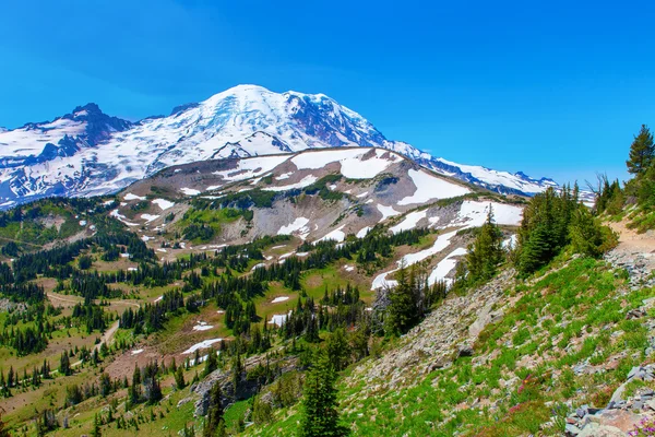 Summer Hike at Mount Rainier National park with view of Mt.Rainier. — Stock Photo, Image