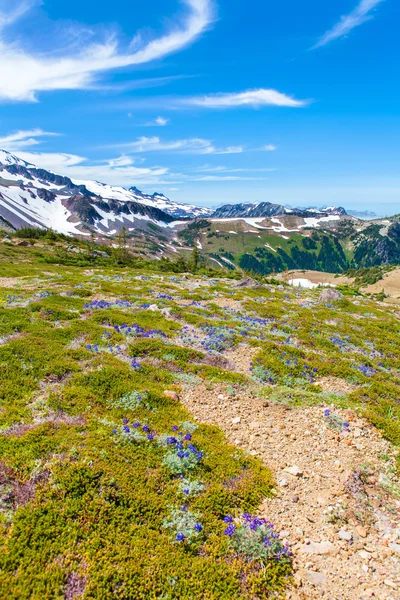 Sommar vandring på Mount Rainier National park med utsikt över Mt.Rainier. — Stockfoto