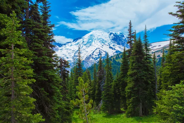 Sommerwanderung im Mount Rainier Nationalpark mit Blick auf den Mount Rainier. — Stockfoto