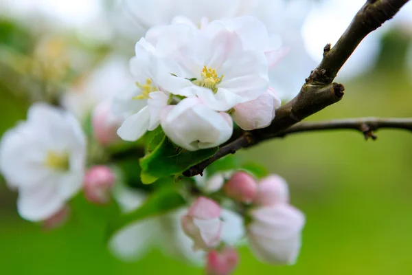 白とピンクの春開花アップル — ストック写真