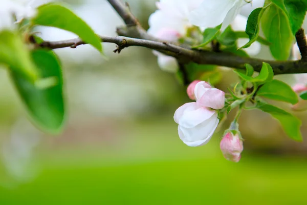 Witte en roze lente bloeiende apple — Stockfoto