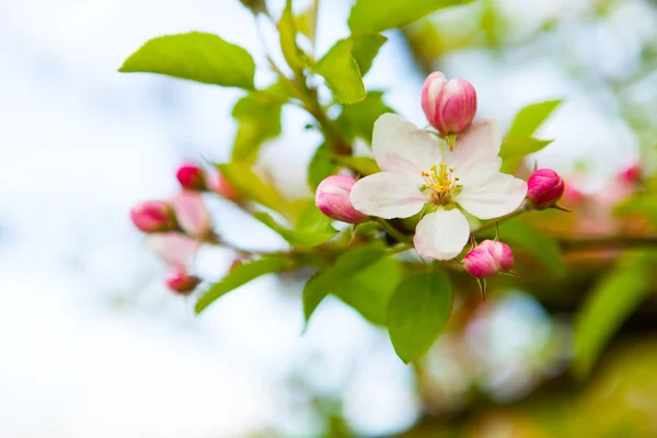 Witte en roze lente bloeiende apple — Stockfoto