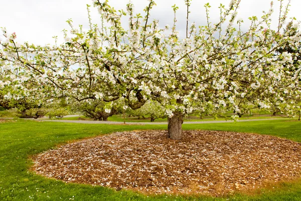 Blommande äppelträd på våren — Stockfoto