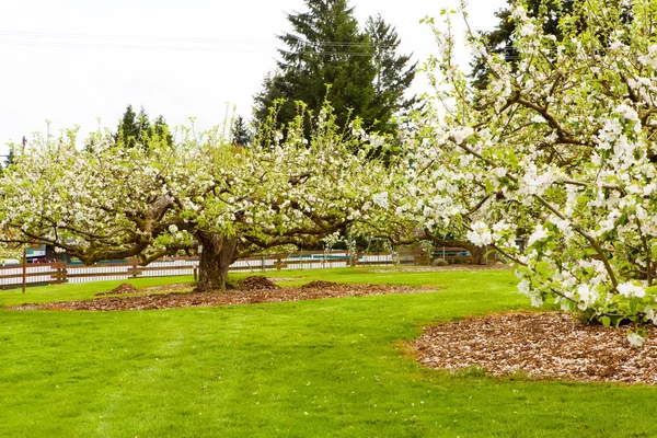 Bloeiende appelbomen bij spring — Stockfoto