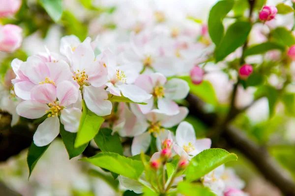 Witte en roze lente bloeiende apple — Stockfoto