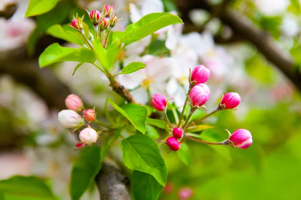 白とピンクの春開花アップル — ストック写真
