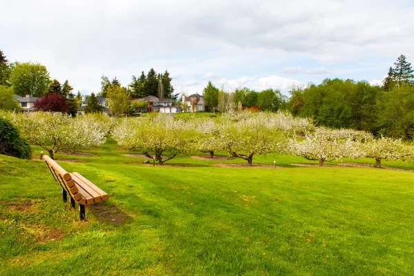 Blooming apple trees at spring — Stock Photo, Image