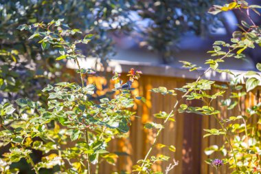 Yeşil yaz arka planında sinekkuşu
