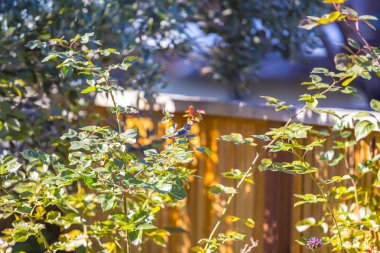 Yeşil yaz arka planında sinekkuşu