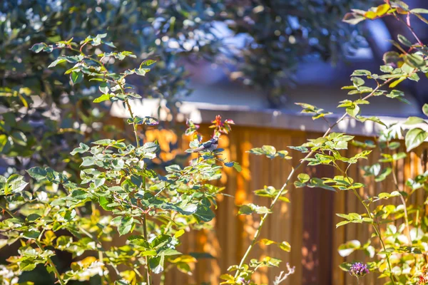 Beija-flor sobre fundo de verão verde — Fotografia de Stock