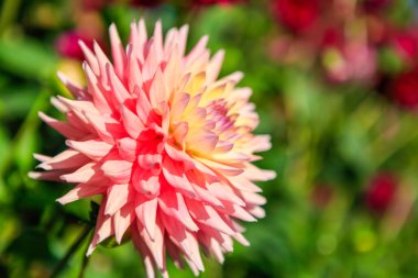 Yıldız çiçeği çiçek Point Defiance Tacoma'da park