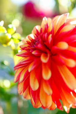 Dahlia turuncu Point Tacoma Park'ta Defiance çiçekler