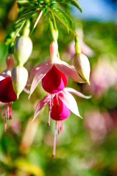 Corações sangrando com cores rosa e branco . — Fotografia de Stock