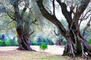 300 yıllık zeytin ağaçları. Bahçe. Fransa