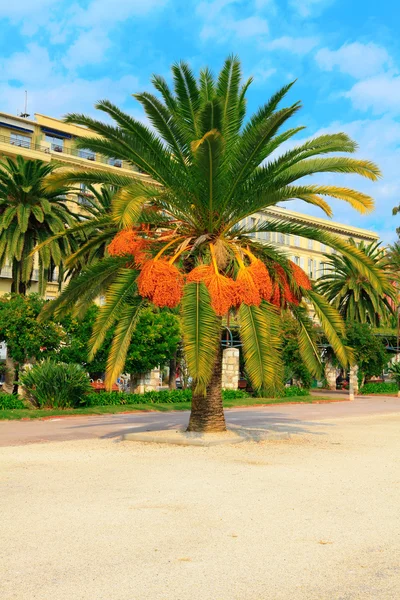 Hermosa palmera verde grande en Niza —  Fotos de Stock