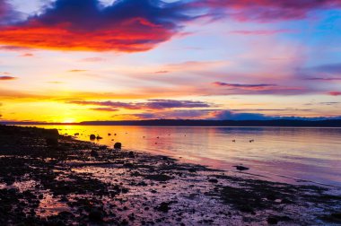 Sahilde günbatımı manzara. Gün batımında su ördekler