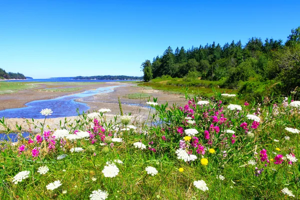 Ilha de Marrowstone. Península Olímpica. Estado de Washington . — Fotografia de Stock