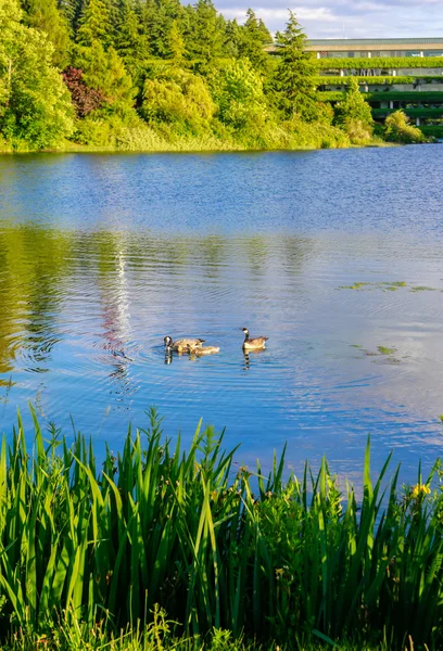 Ducks swiming in the clear blue lake — Stock Photo, Image
