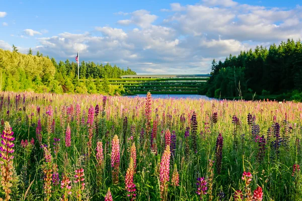 Чарівні люпинські польові квіти з озером на фоні — стокове фото