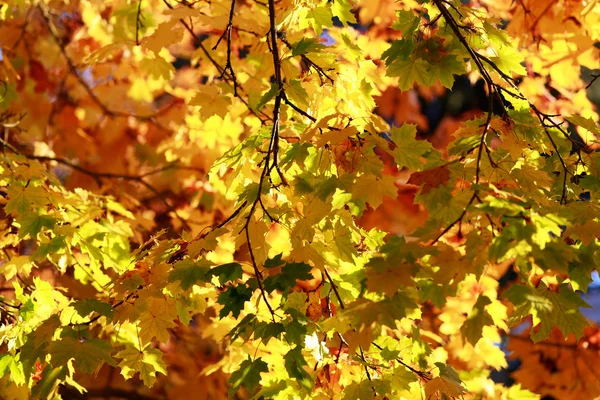 Impresión de hojas y colores otoñales. Árboles de arce dorado — Foto de Stock