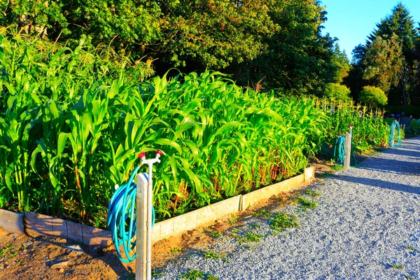 Corn grows in the small garden. Sunset — Stock Photo, Image