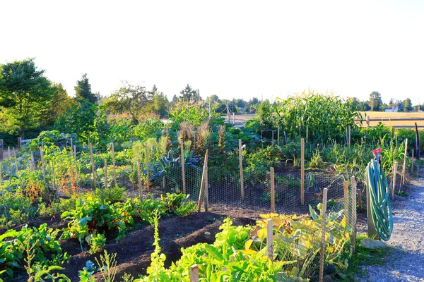 Gemüsegarten im Hinterhof — Stockfoto