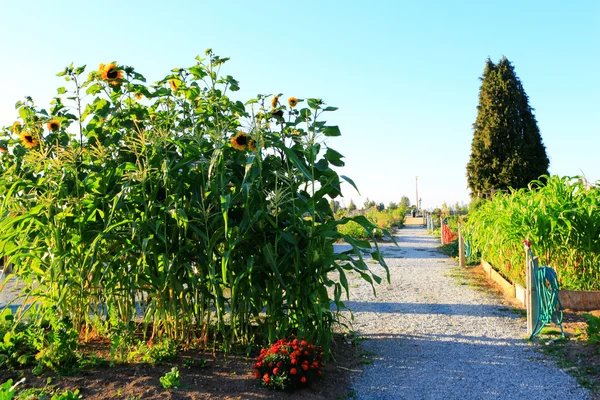 Slunečnice a kukuřice roste v zahradě. Západ slunce — Stock fotografie