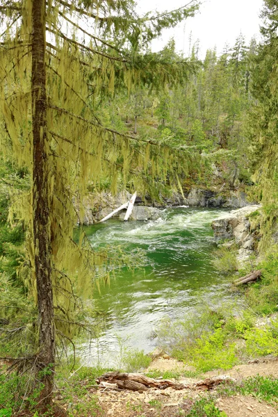 깊은 산속의 강. 자연의 구성. — 스톡 사진
