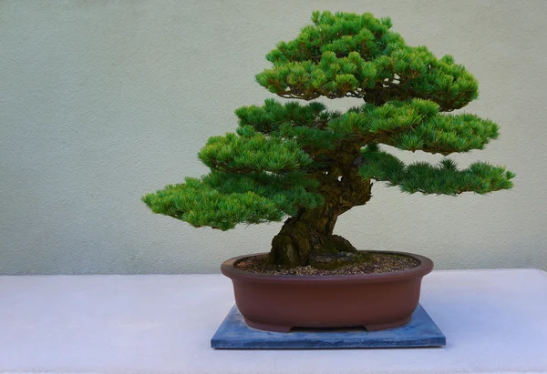 Bonsai çam ağacı beyaz bir duvara yaslanmış.. 