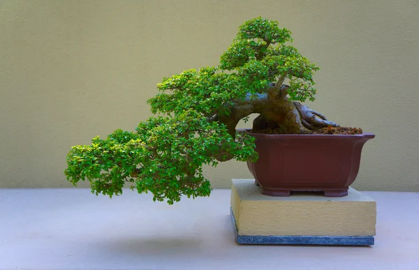 Bonsai fenyőfa a fehér falnak támasztva. — Stock Fotó