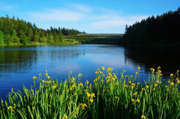 Paesaggio lacustre estivo con narcisi in primo piano — Foto Stock