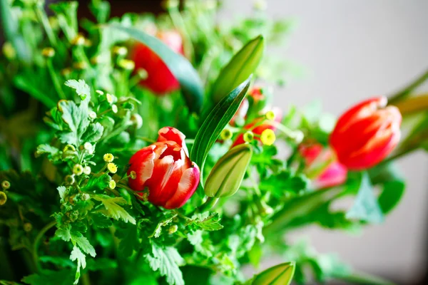 Beautiful red tulip in a bouquet. blurred background — Stock Photo, Image