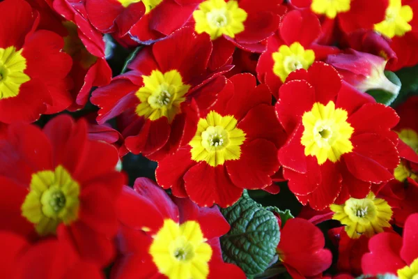 Kolorowe kwiaty w kwiaciarni. Ogrodnictwo, wiosna, natura — Zdjęcie stockowe