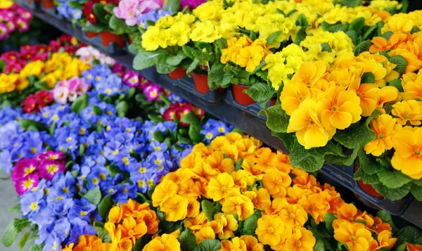 Fiori colorati in un fioraio. Giardinaggio, primavera, sfondo della natura — Foto Stock