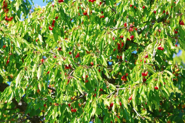 Una foto de hermosos cerezos con cerezas — Foto de Stock