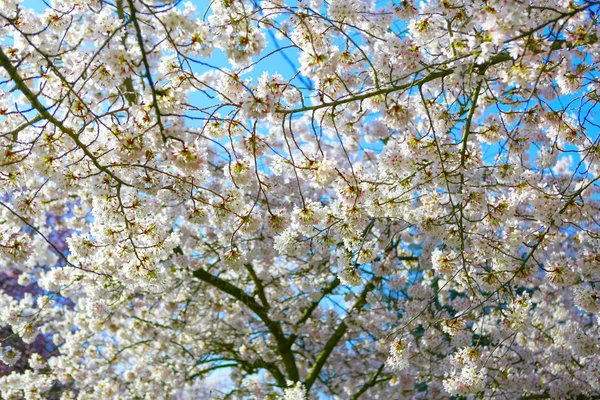 春天的樱花。在这个背景下的蓝色天空 — 图库照片