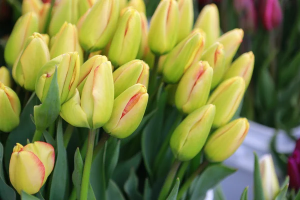 Colorful tulips close up in a flower shop — Stock Photo, Image