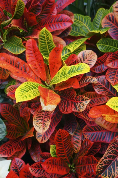 Bright red and green leaves of the plant in the garden — Stock Photo, Image
