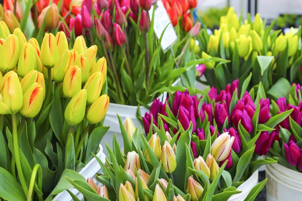 Colorful tulips close up in a flower shop — Stock Photo, Image