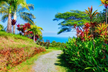 Palms in tropical garden . Garden Of Eden, Maui Hawaii clipart