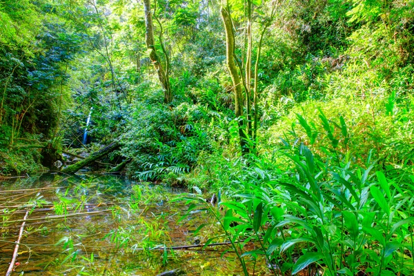 Jangles tropicais com cachoeira e lago. Maui... — Fotografia de Stock