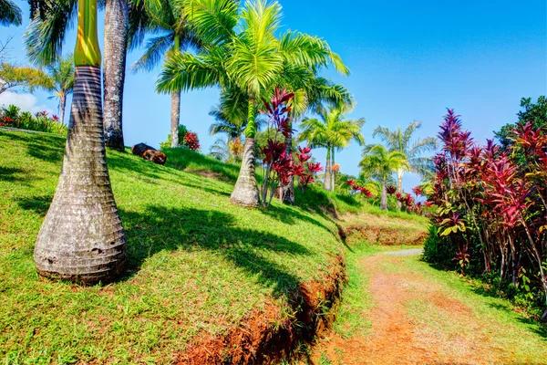 Tropikal bahçede palmiyeler. Cennet Bahçesi, Maui Hawaii — Stok fotoğraf